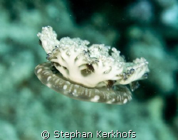 upside-down jellyfish (cassiopea andromeda) taken at Sofi... by Stephan Kerkhofs 